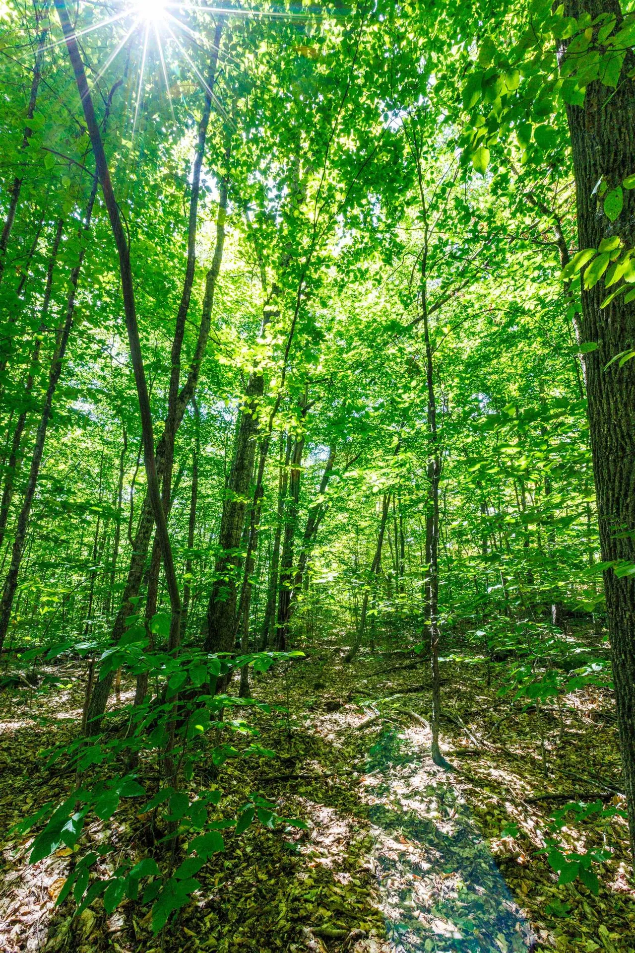 14 Summit Drive Franconia NH 03580