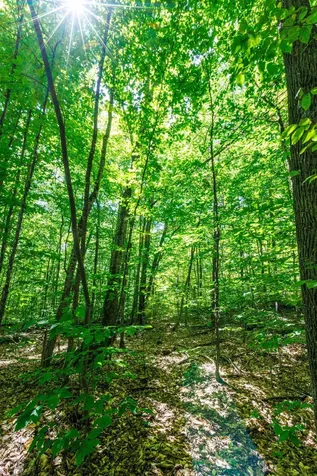 14 Summit Drive Franconia NH 03580