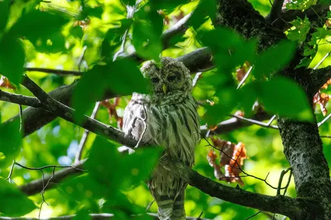 14 Summit Drive Franconia NH 03580