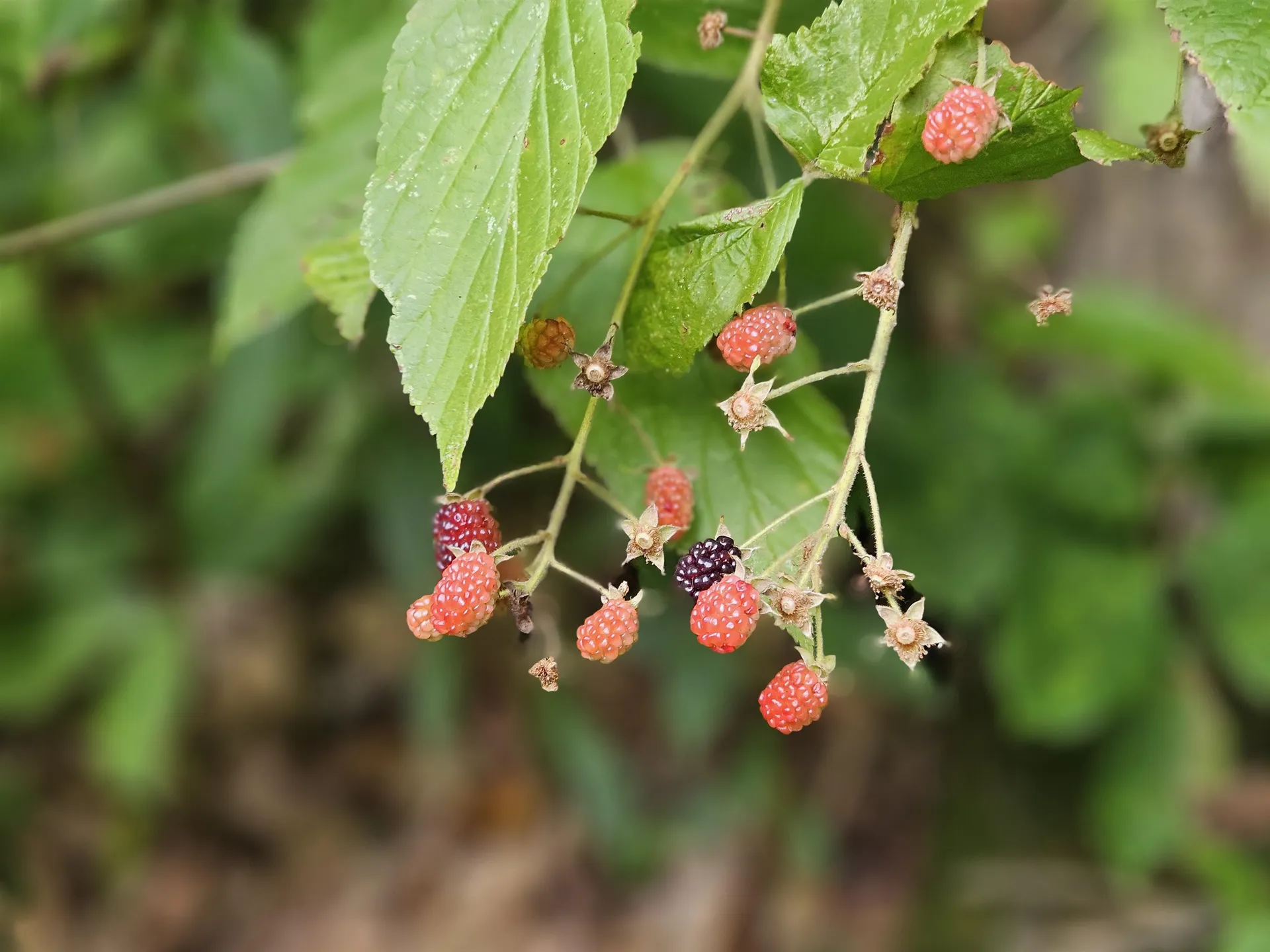 0 Highbridge Road Georgia VT 05454