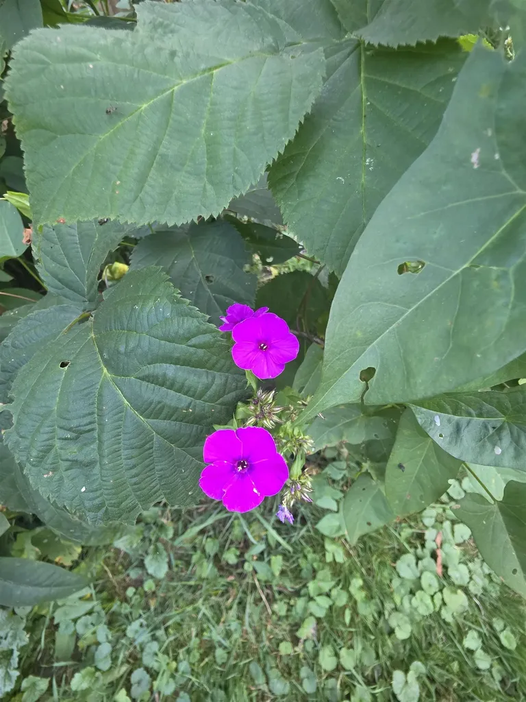 1272 Route 12s Northfield VT 05663