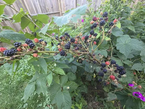 1272 Route 12s Northfield VT 05663