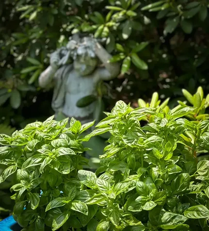 41 Pleasant Street Woodstock VT 05091