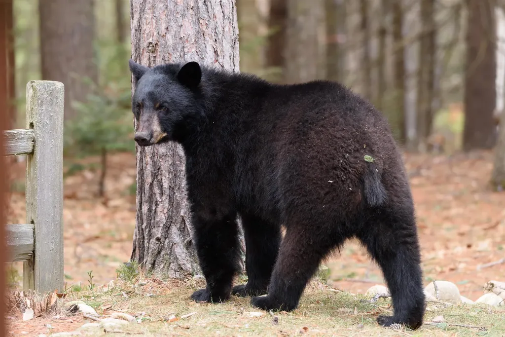 2832 Nh Route 175 Thornton NH 03285