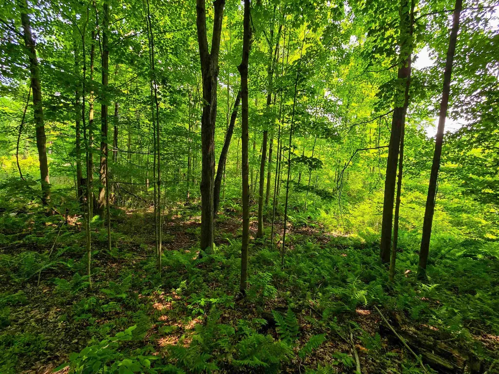 290 Ferson Road Leicester VT 05733