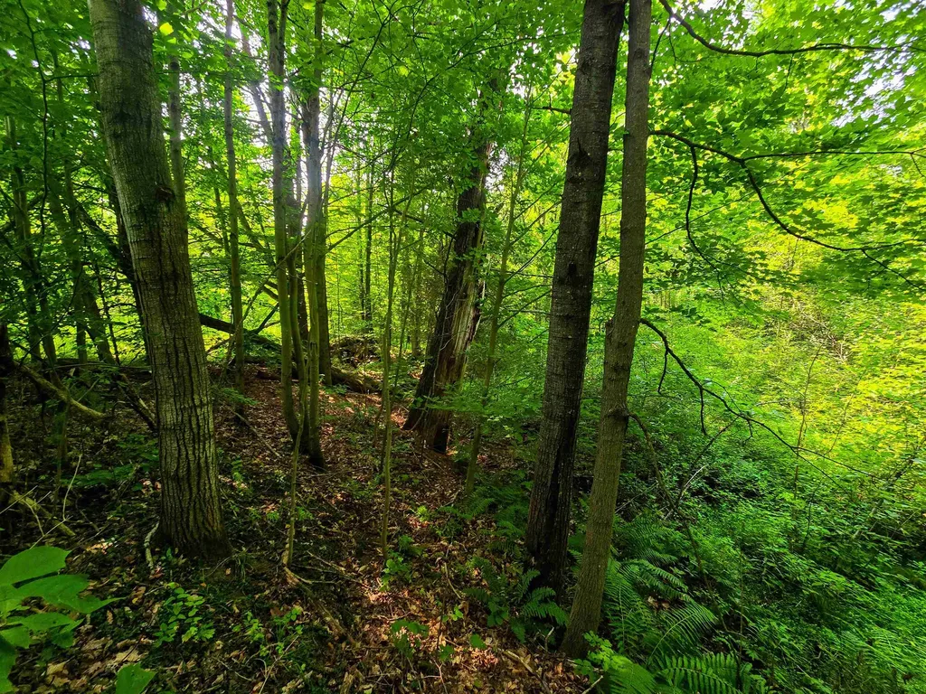 290 Ferson Road Leicester VT 05733