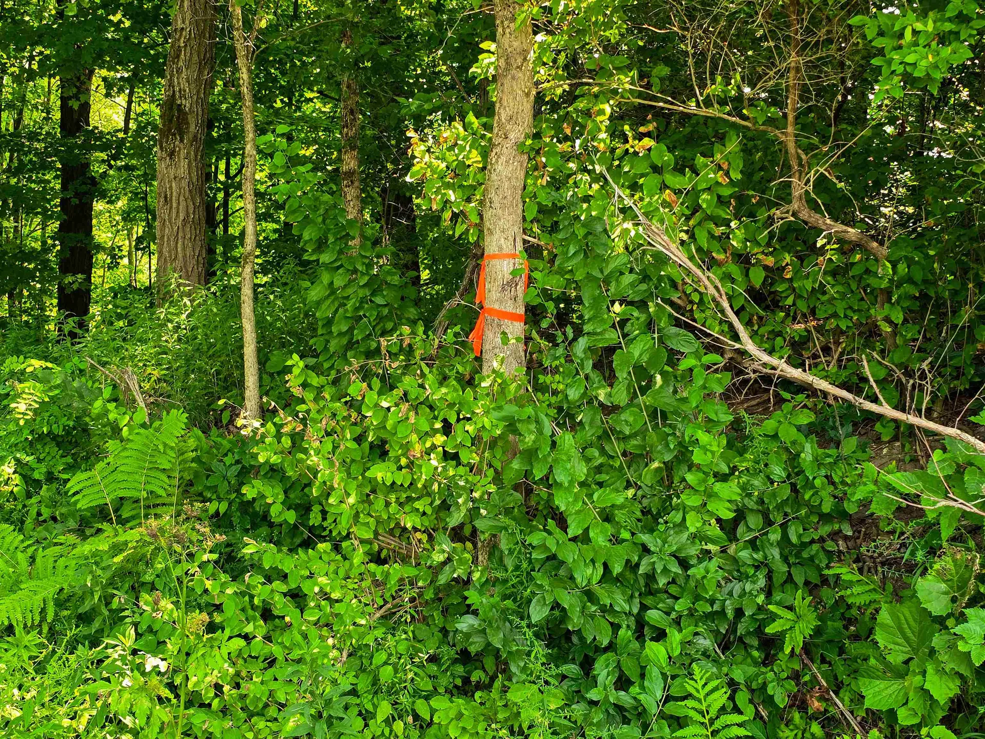 290 Ferson Road Leicester VT 05733