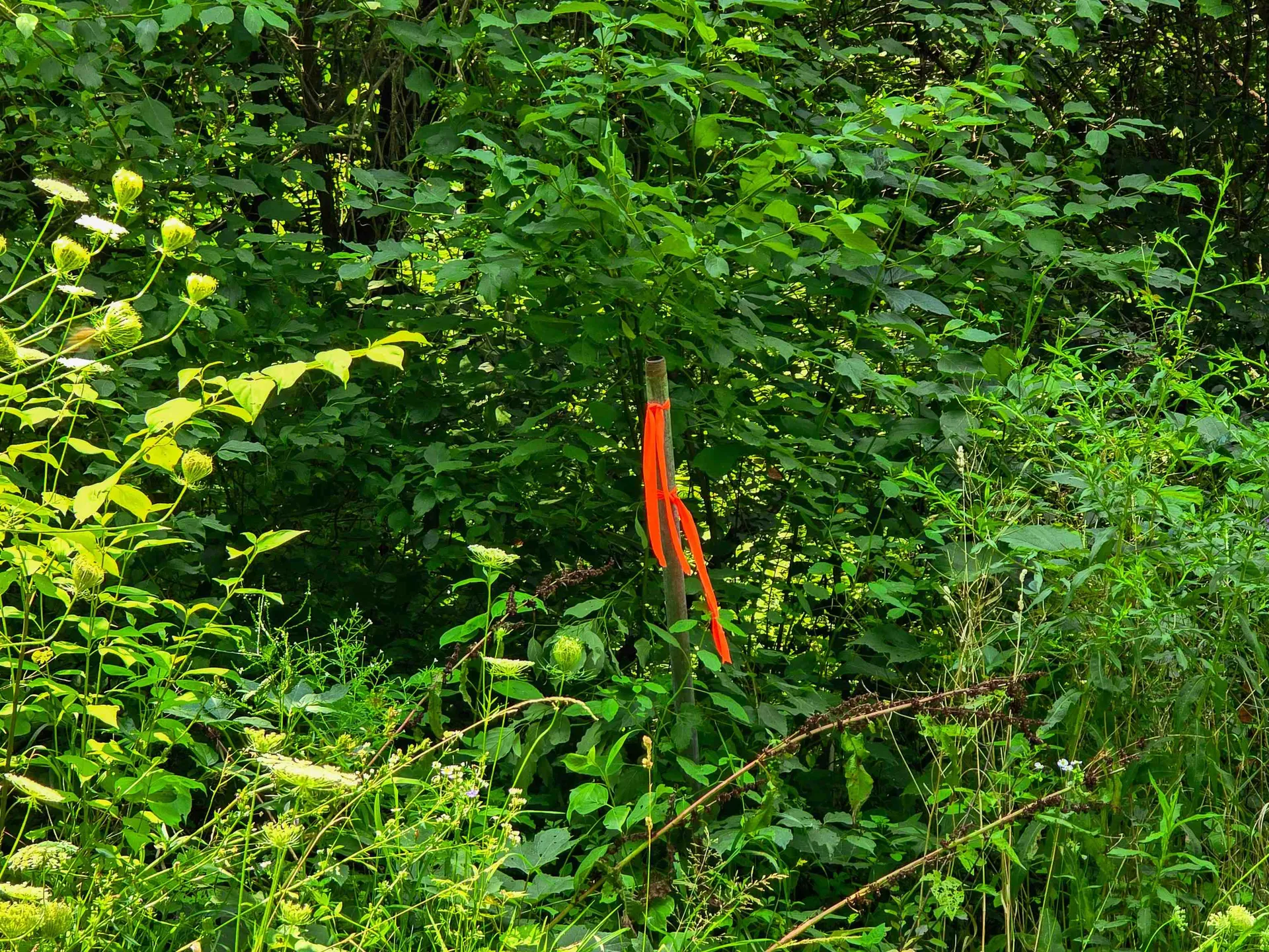 290 Ferson Road Leicester VT 05733