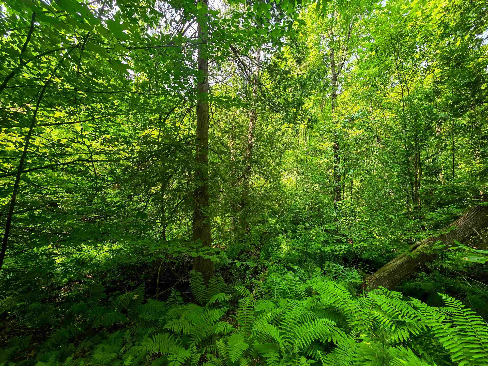 290 Ferson Road Leicester VT 05733