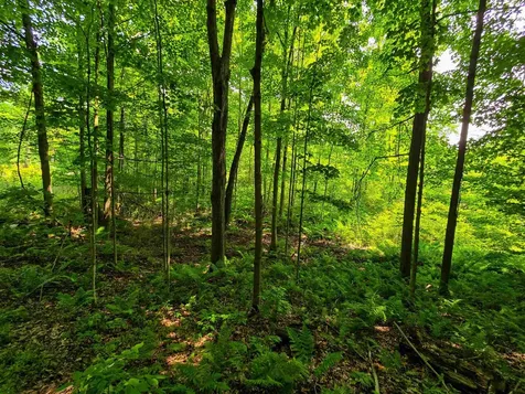 290 Ferson Road Leicester VT 05733