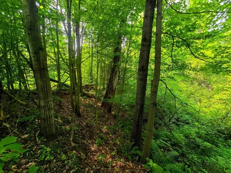 290 Ferson Road Leicester VT 05733