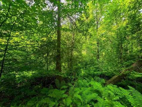 290 Ferson Road Leicester VT 05733