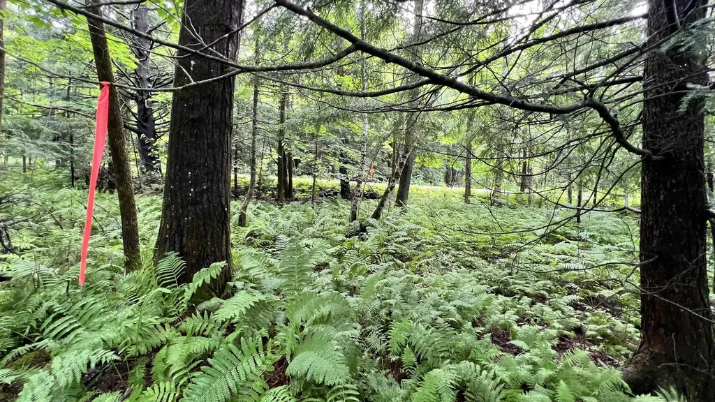 1416 Clif Reynolds Road Cambridge VT 05444