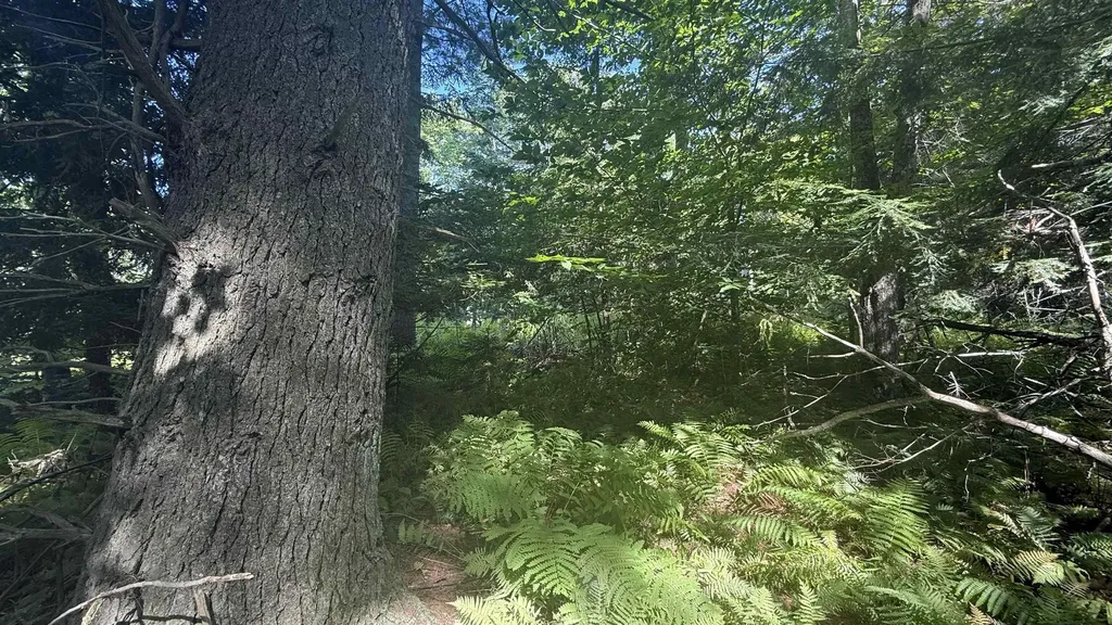 1416 Clif Reynolds Road Cambridge VT 05444