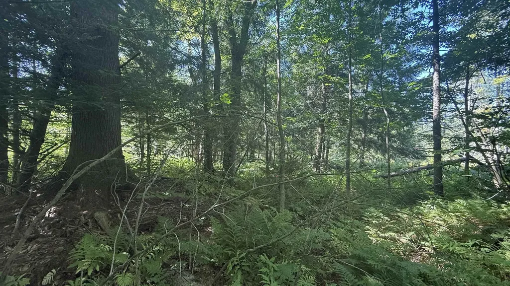 1416 Clif Reynolds Road Cambridge VT 05444