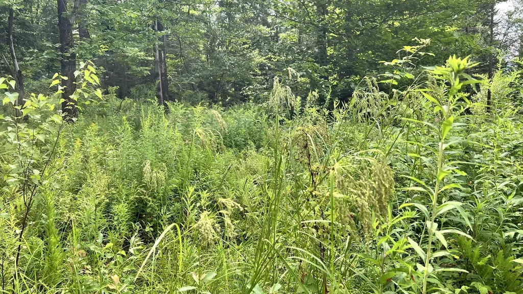 1416 Clif Reynolds Road Cambridge VT 05444