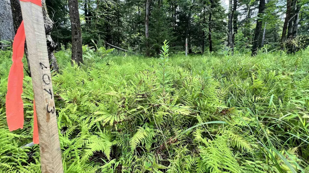 1416 Clif Reynolds Road Cambridge VT 05444