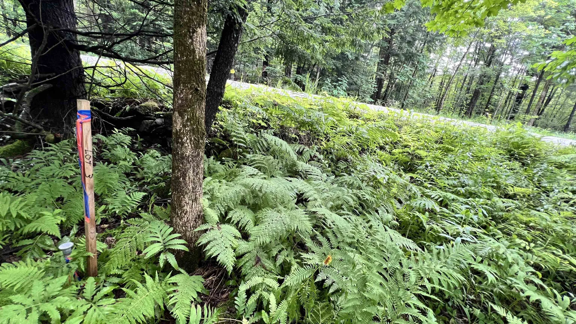 1416 Clif Reynolds Road Cambridge VT 05444