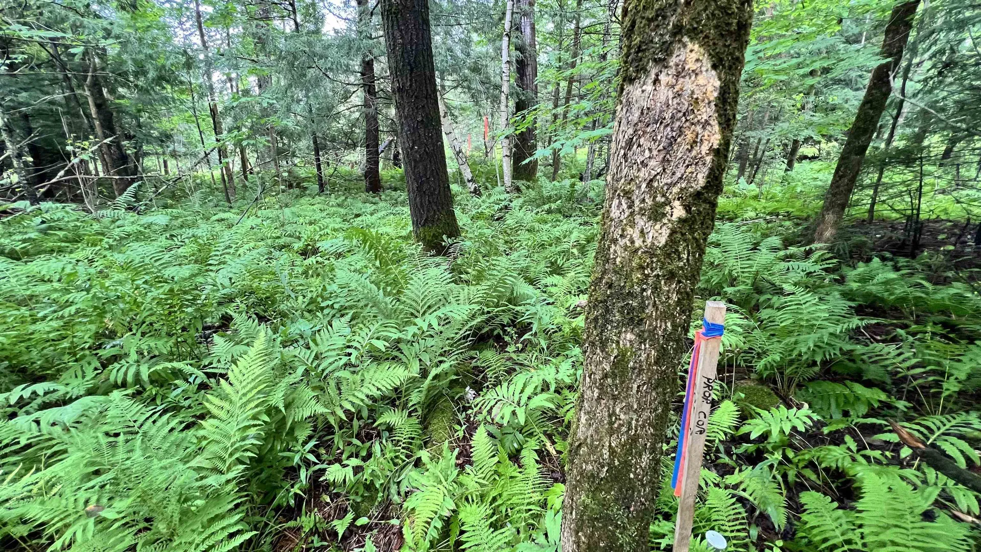 1416 Clif Reynolds Road Cambridge VT 05444