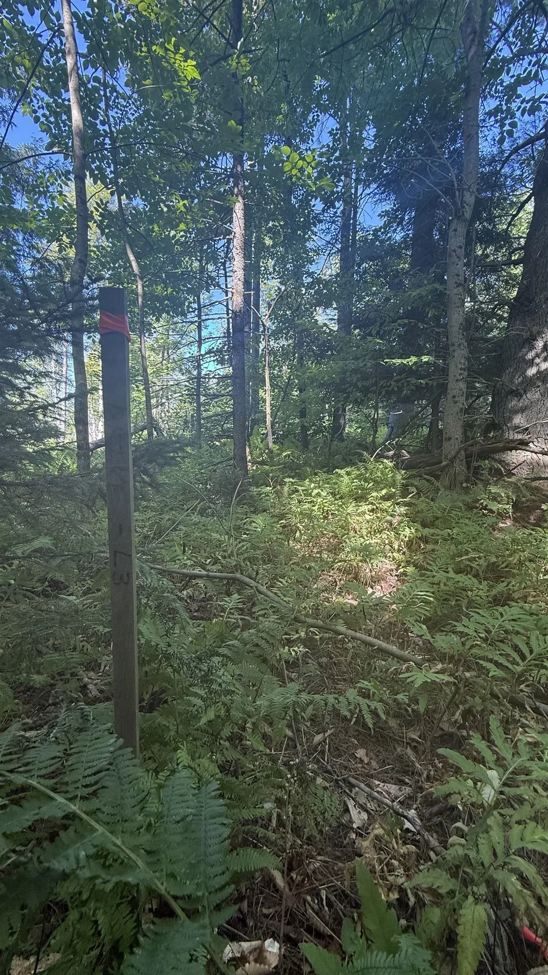 1416 Clif Reynolds Road Cambridge VT 05444