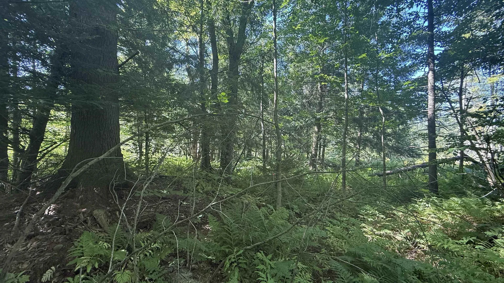 1416 Clif Reynolds Road Cambridge VT 05444