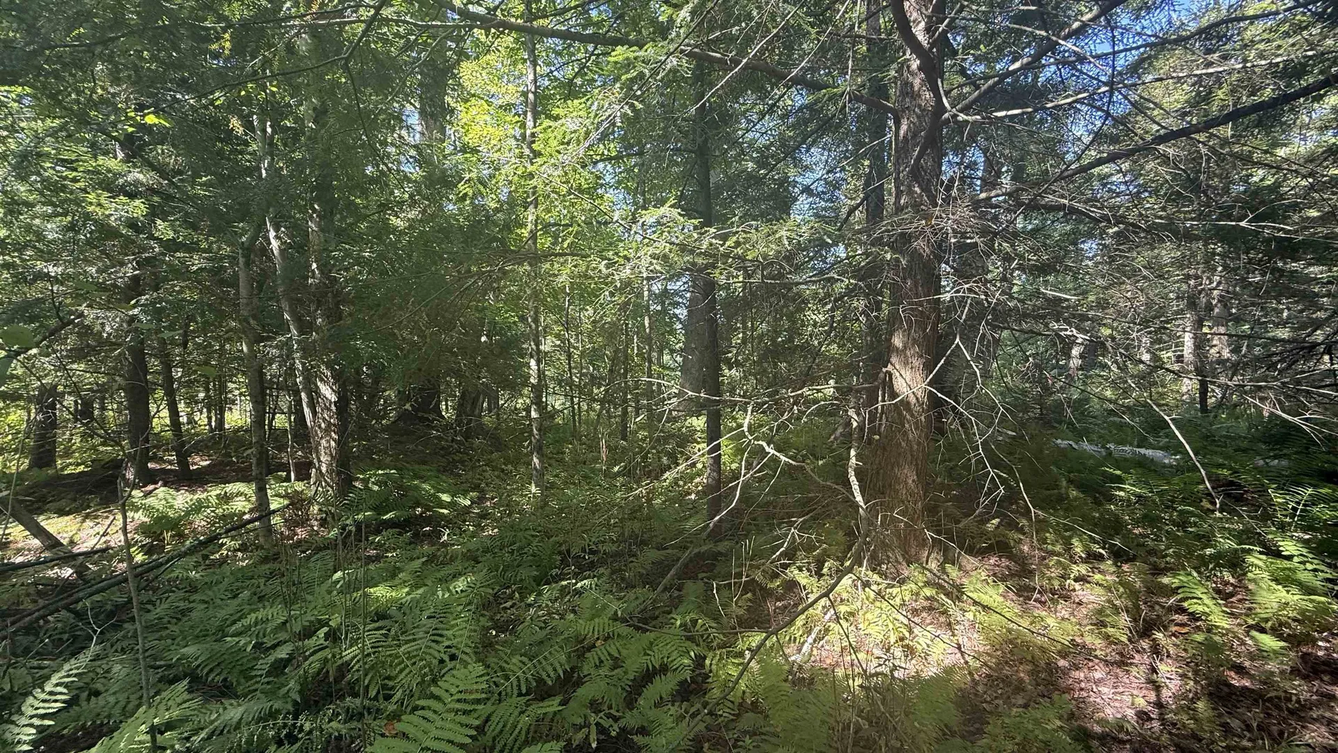 1416 Clif Reynolds Road Cambridge VT 05444