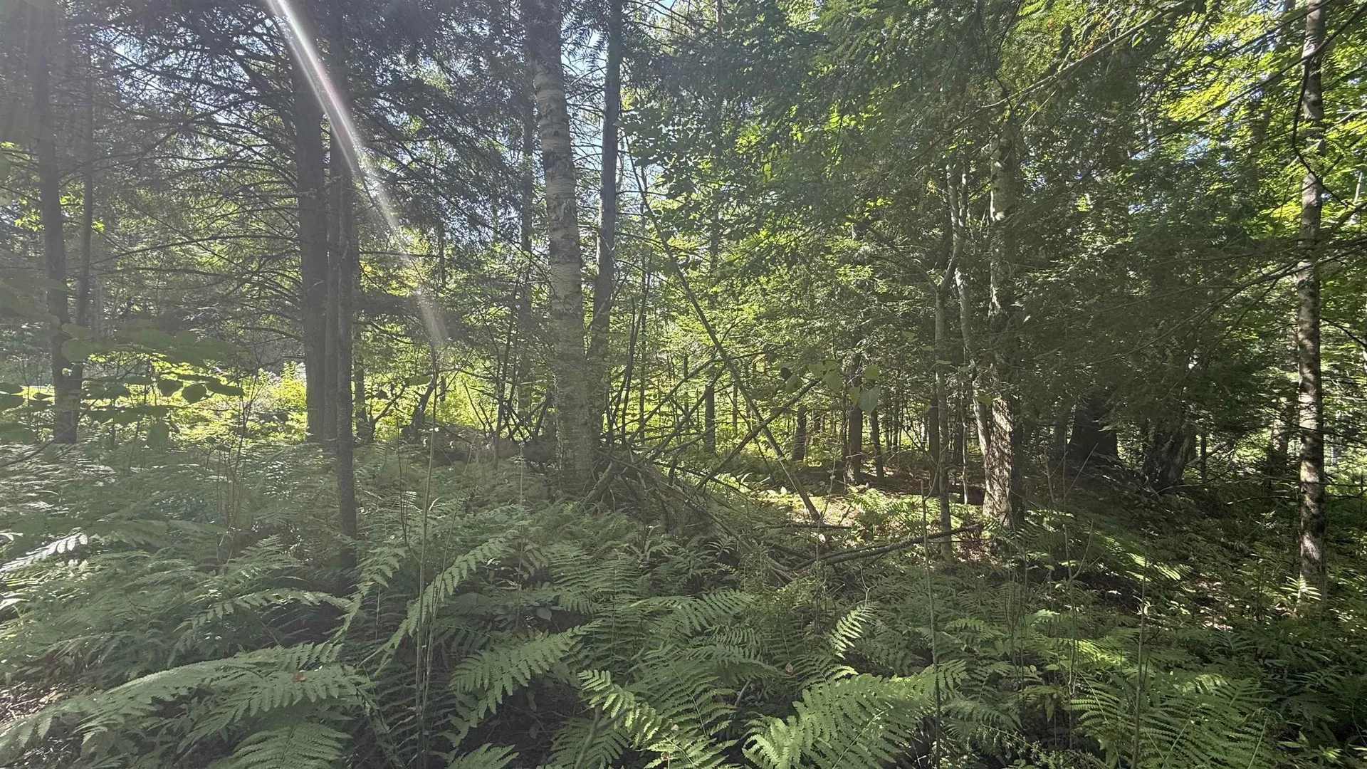 1416 Clif Reynolds Road Cambridge VT 05444