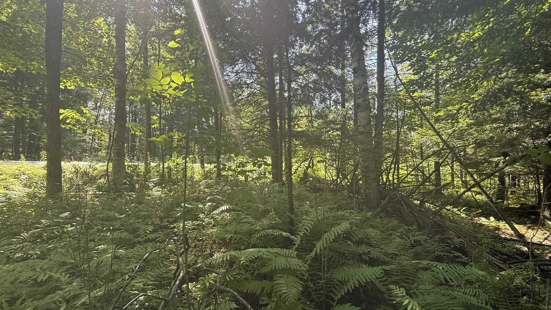 1416 Clif Reynolds Road Cambridge VT 05444