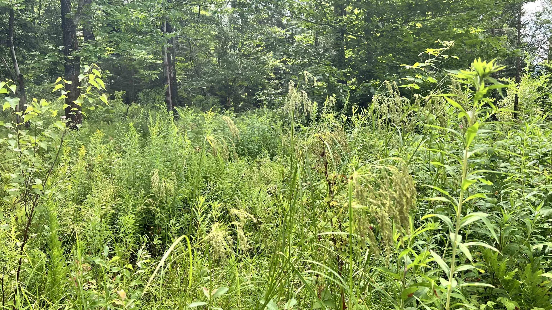 1416 Clif Reynolds Road Cambridge VT 05444