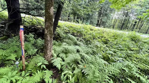 1416 Clif Reynolds Road Cambridge VT 05444