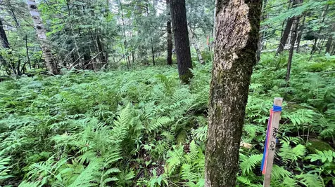 1416 Clif Reynolds Road Cambridge VT 05444