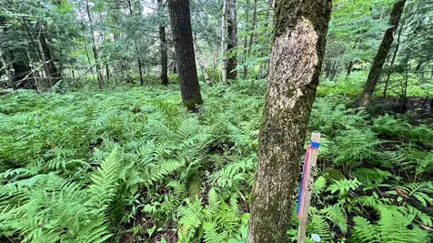 1416 Clif Reynolds Road Cambridge VT 05444