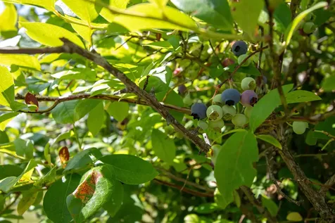 1247 High Ridge Road Waterford VT 05819