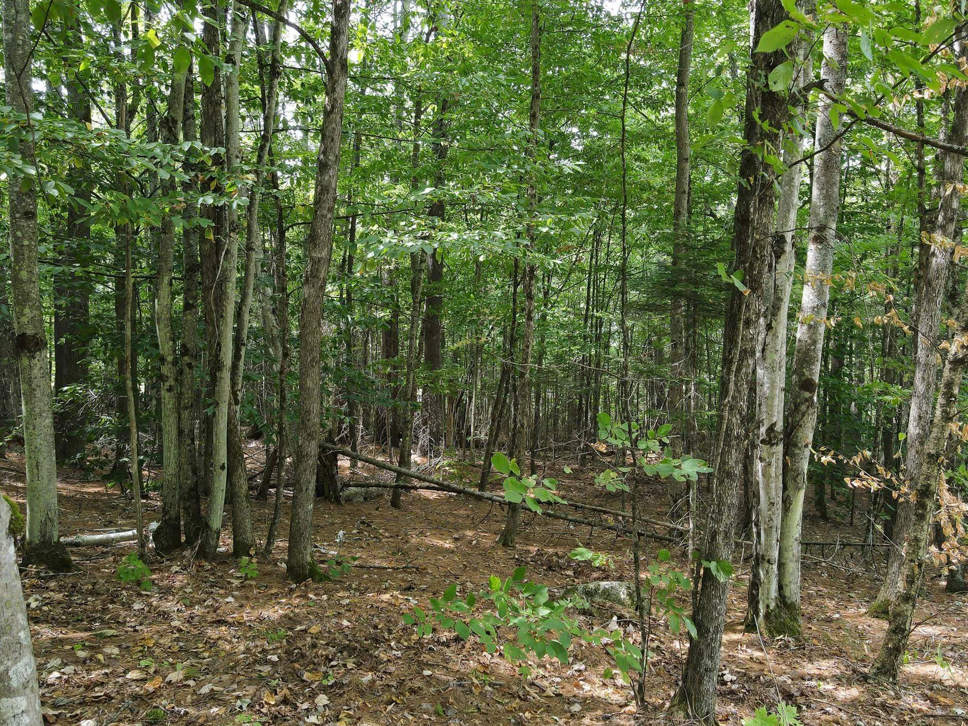 Kimball Hill Road Whitefield NH 03598