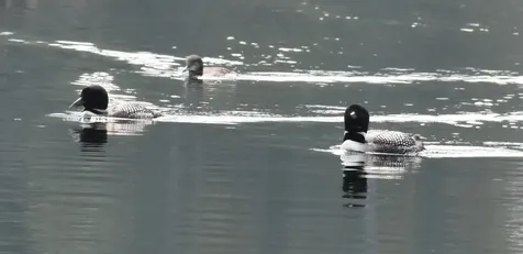 195 Meadow Lane Woodbury VT 05681