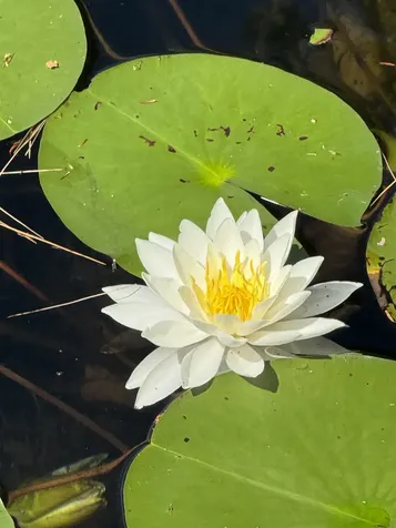 195 Meadow Lane Woodbury VT 05681