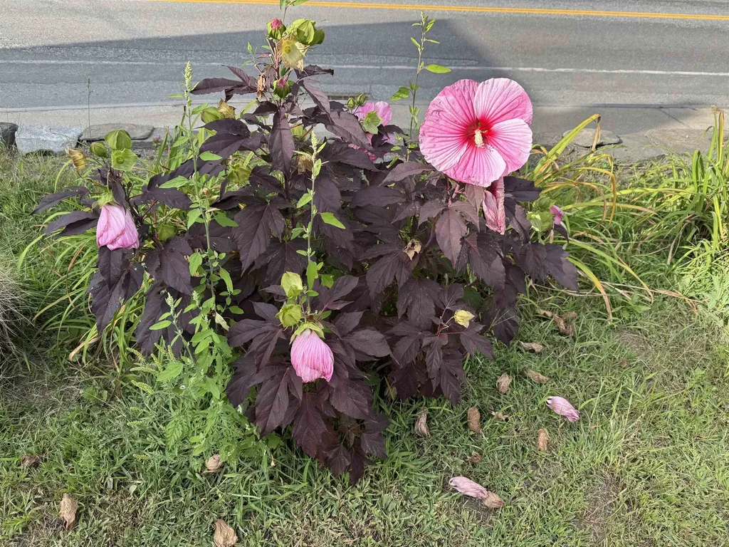 999 Main Street Walpole NH 03608