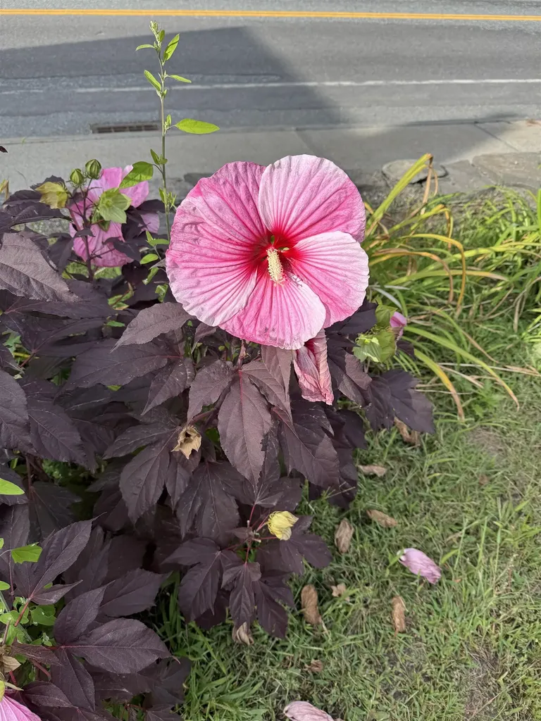 999 Main Street Walpole NH 03608