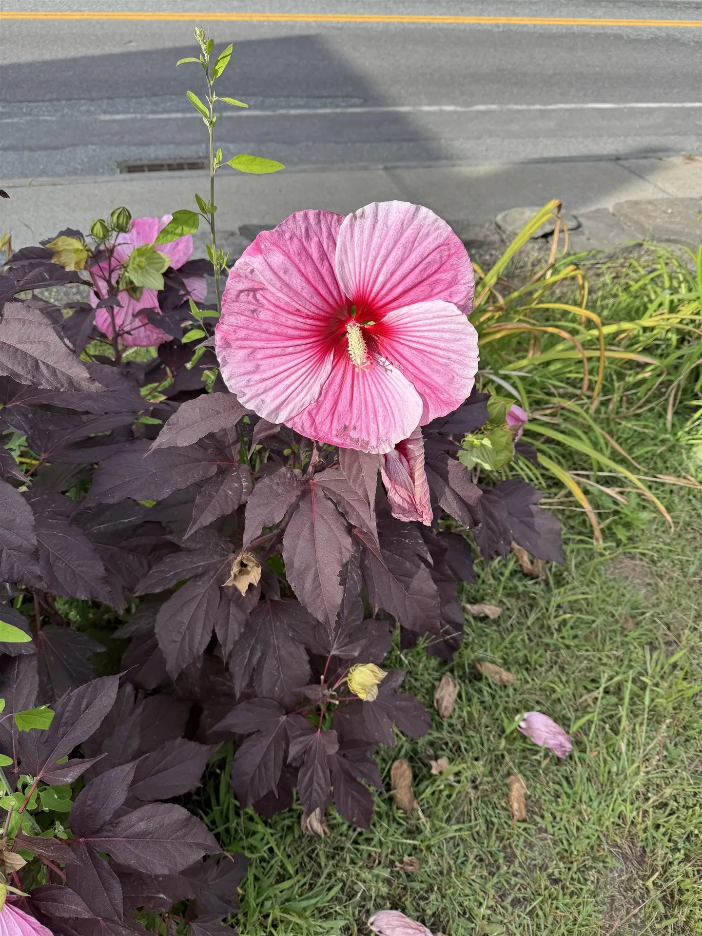 999 Main Street Walpole NH 03608