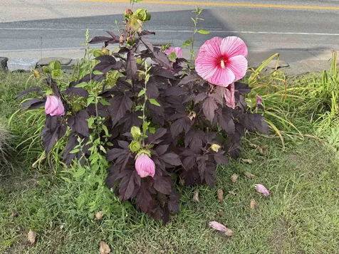 999 Main Street Walpole NH 03608