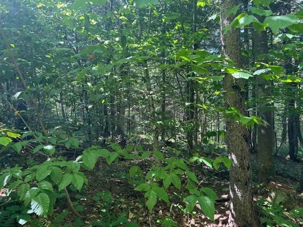 639 Horace Way Road Albany VT 05820