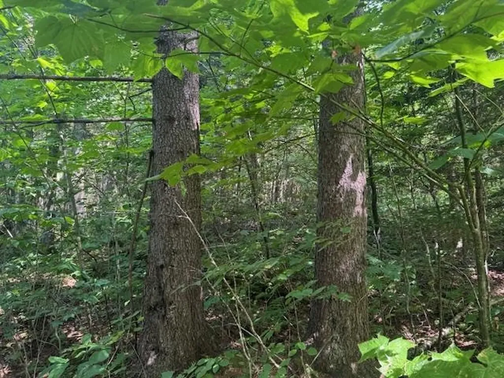 639 Horace Way Road Albany VT 05820