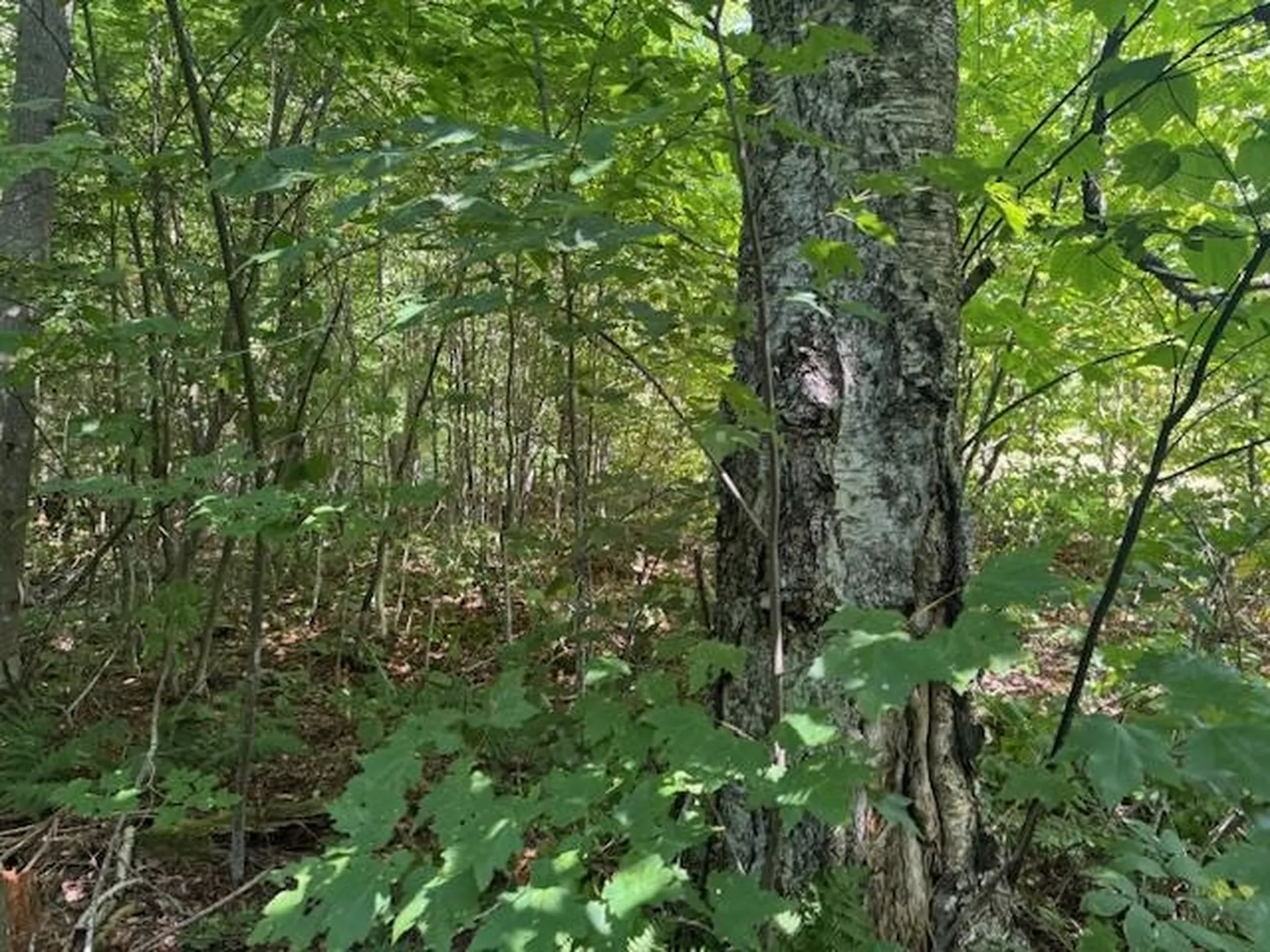 639 Horace Way Road Albany VT 05820