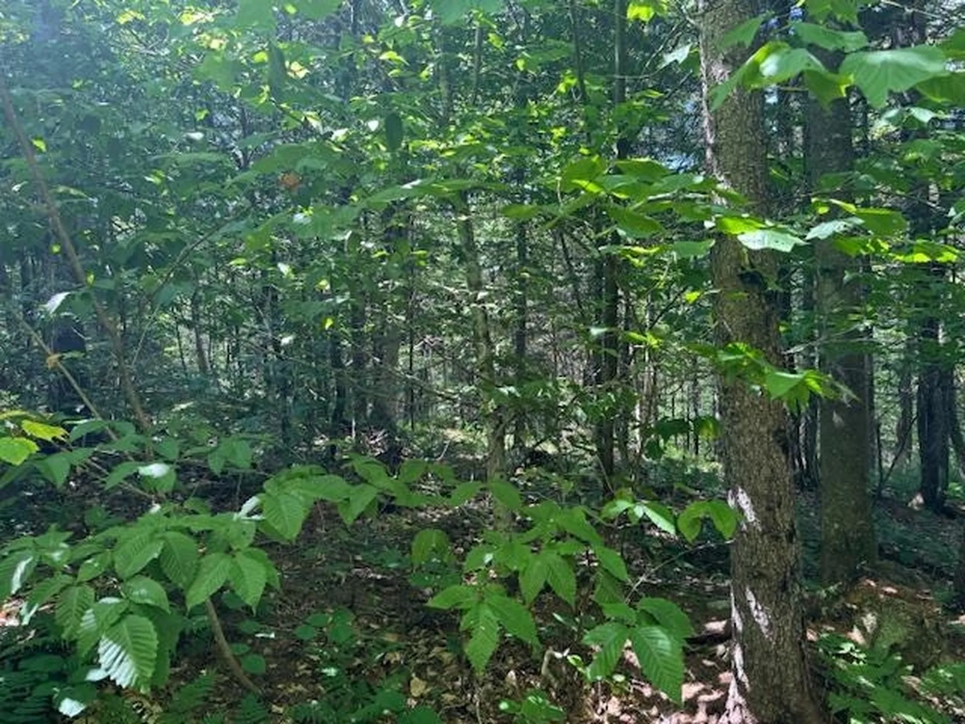 639 Horace Way Road Albany VT 05820