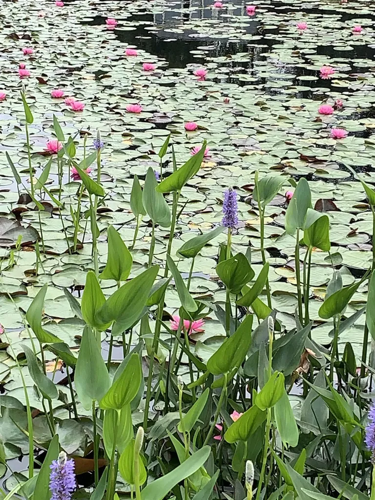 475 Webster Road Hyde Park VT 05655