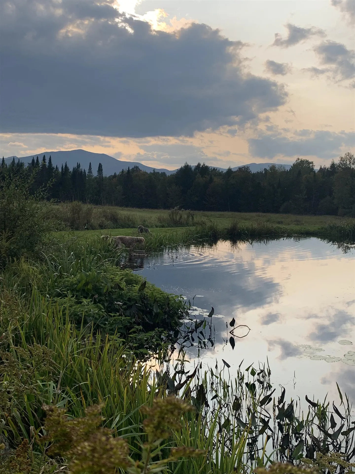 475 Webster Road Hyde Park VT 05655