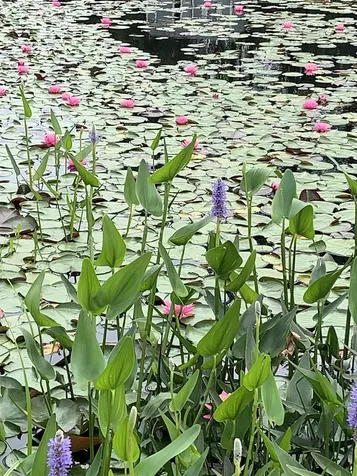 475 Webster Road Hyde Park VT 05655