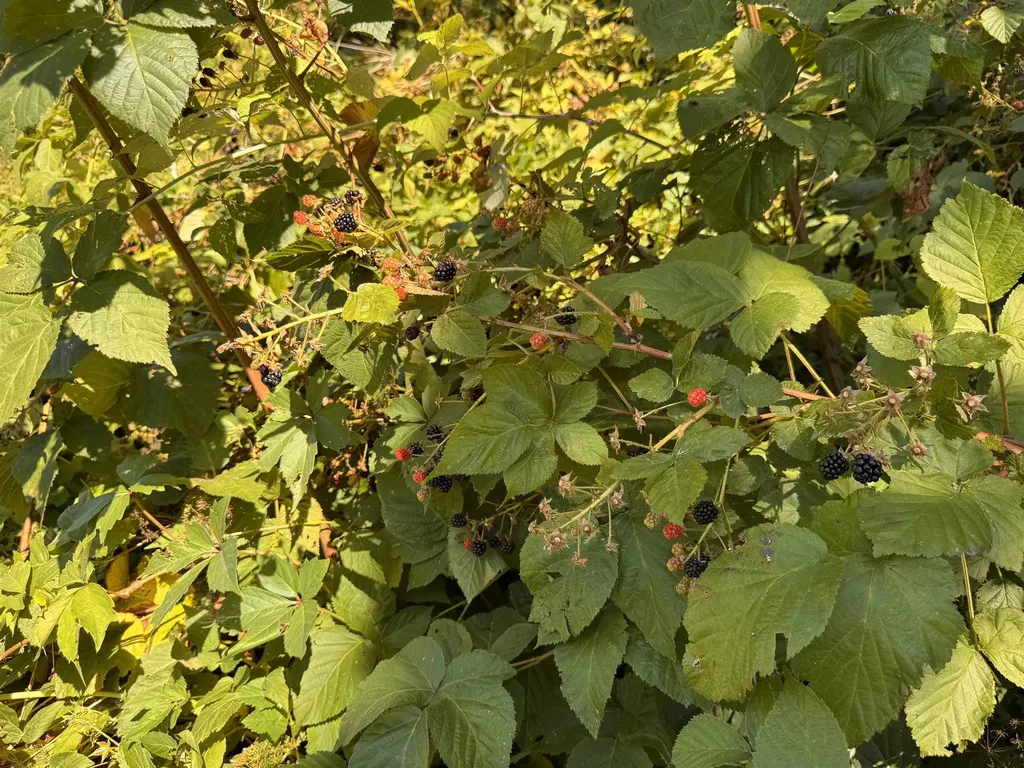 25 Sweat Street Richford VT 05476