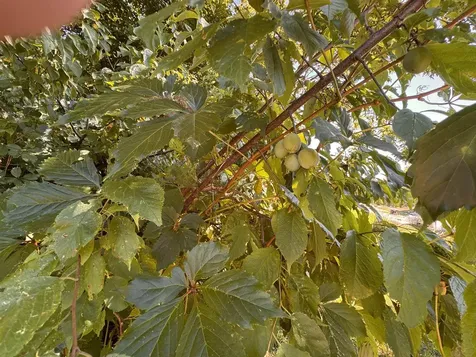 25 Sweat Street Richford VT 05476