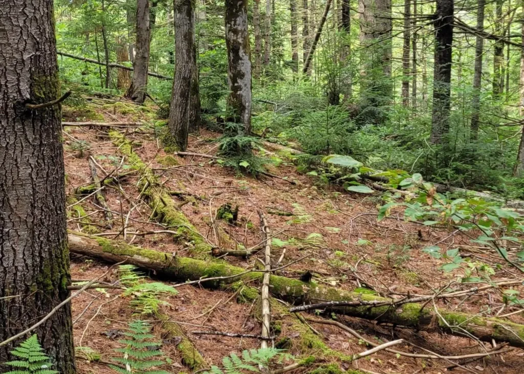 00 Chaos Turnpike Cavendish VT 05142